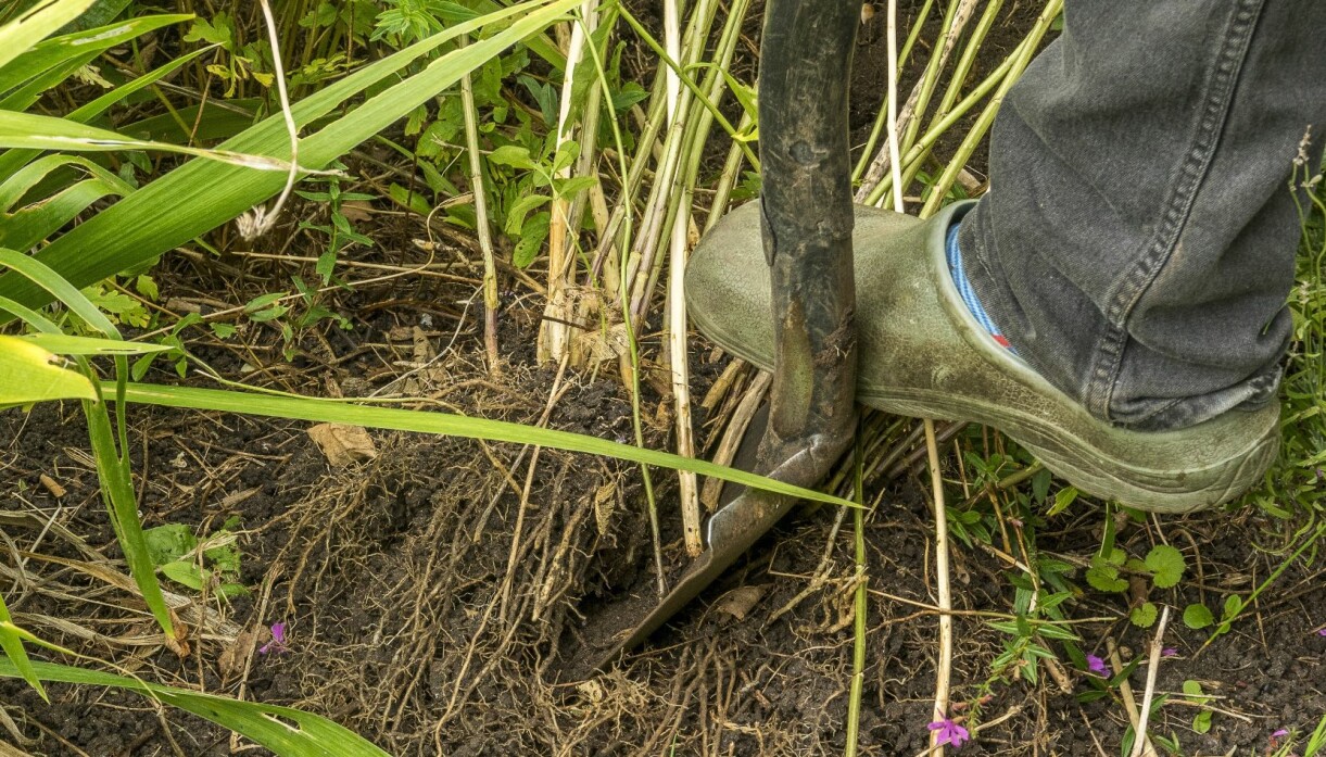 Ta bort jorden så att rötterna blottas. Dela sedan plantan med en vass spade. Blotta perennens rötter och dela den med en vass spade.
