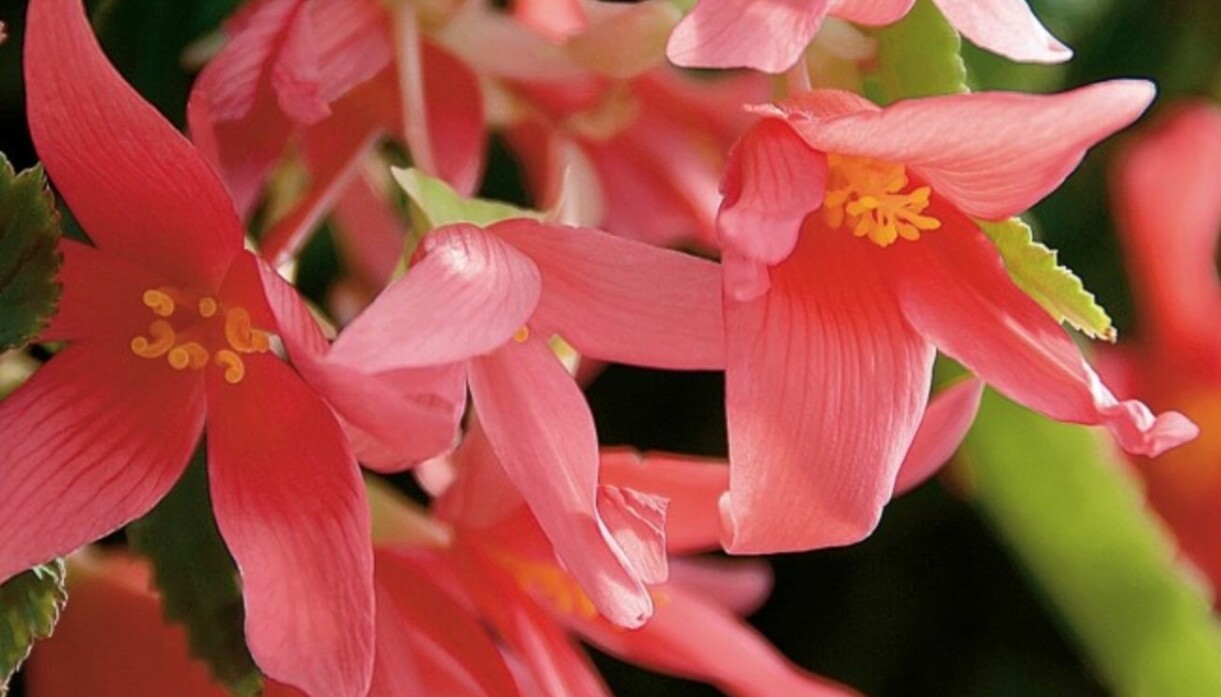 Boliviabegonia, årets sommarblomma 2020