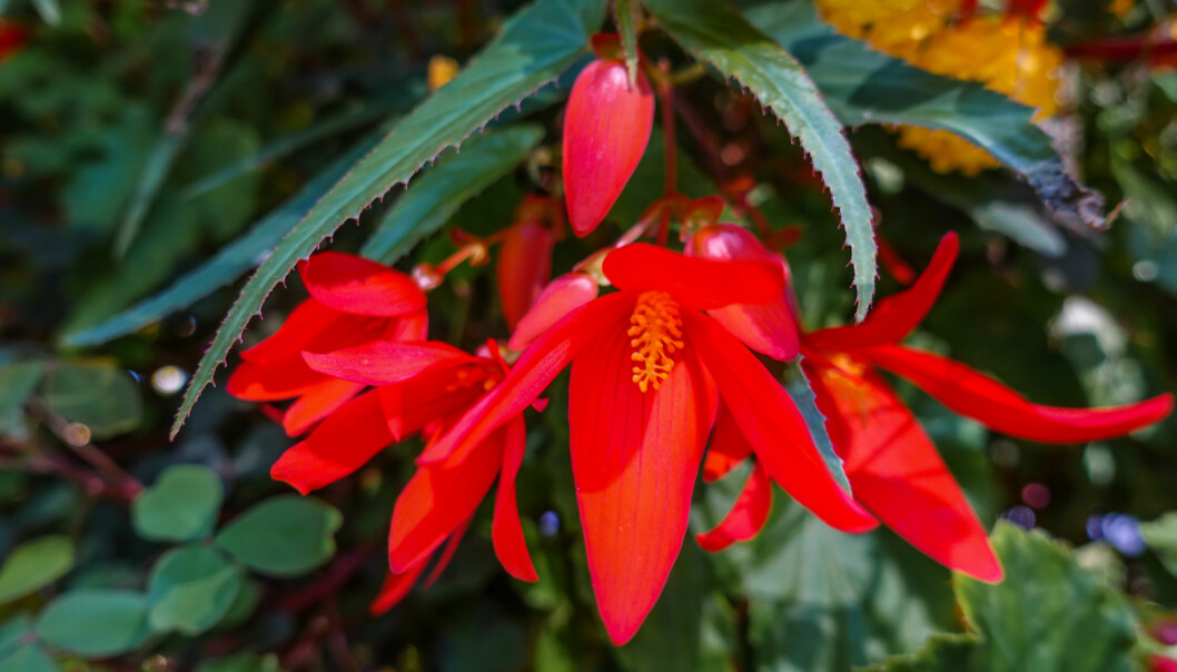 Boliviabegonian är årets sommarblomma 2020
