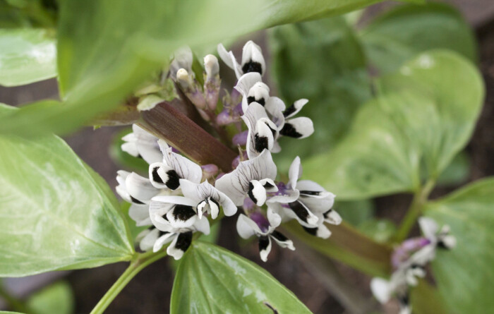 Blommorna är självpollinerande och varje blomma blir en balja. Blommande bondbönor.