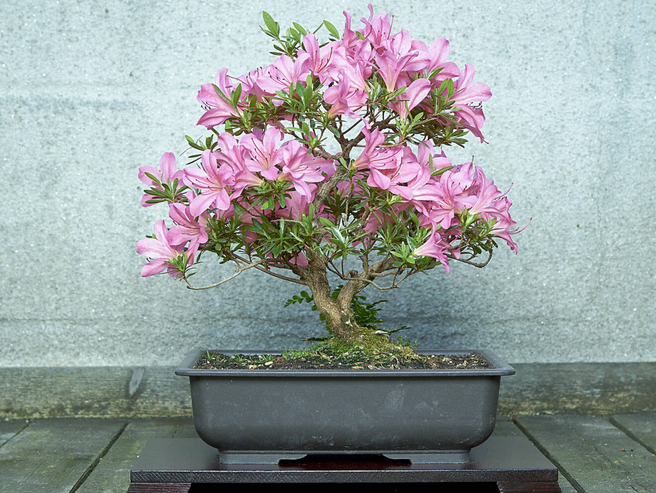 En bonsai av en azalea. Lägg märkte till att blommorna har naturlig storlek medan
bladen formar sig efter miniatyrträdets storlek.