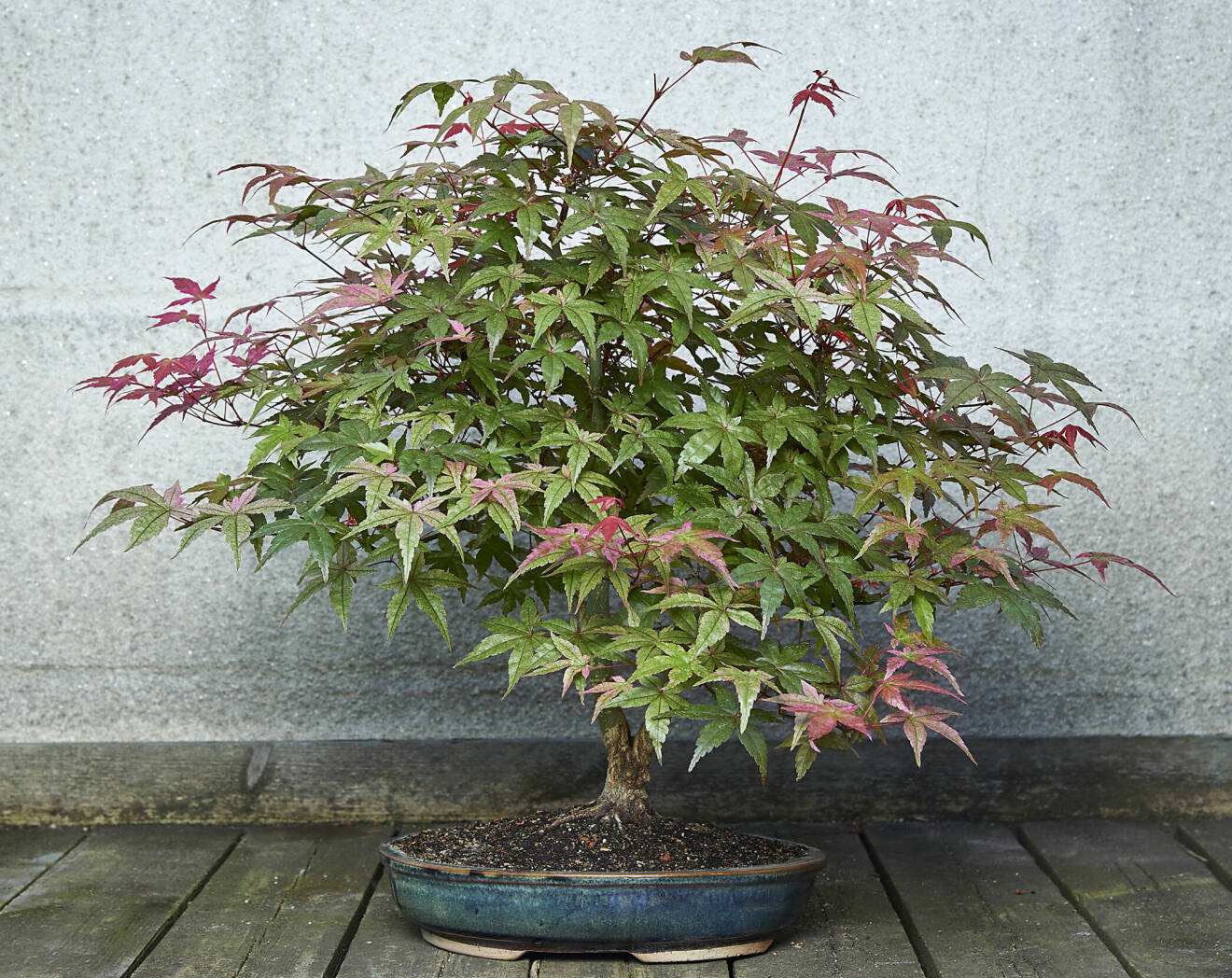 Den japanska lönnen 'Deshojo' skiftar i färg från ceriserosa på våren, till grönt under sommaren och på hösten till rött. Trädet tål ej frost.