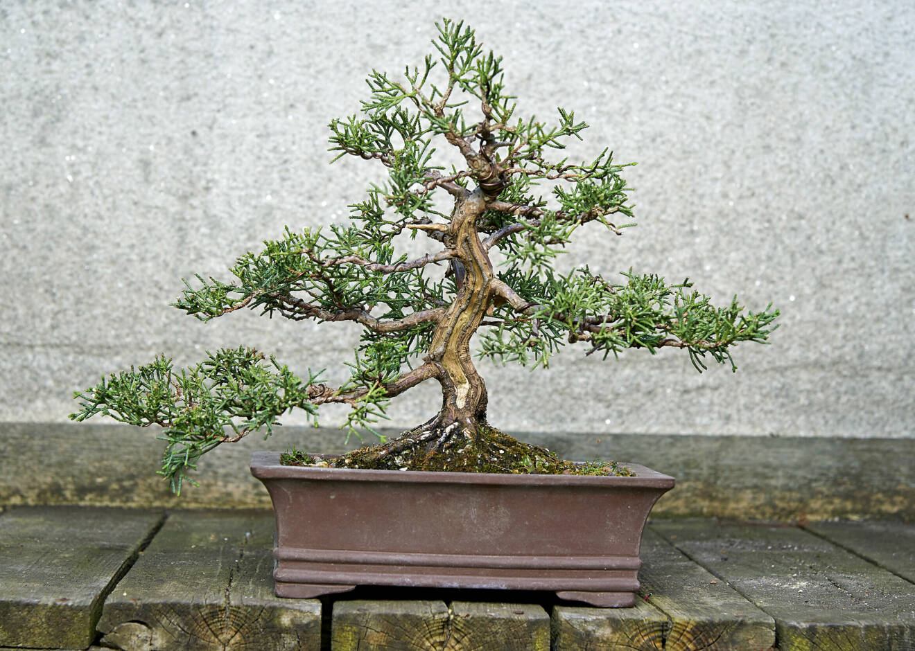 Det här är en bonsai av en kinesisk en. Även här har Maria Arborelius med hjälp av död
ved mitt på stammen skapat intrycket av ett mycket gammal träd.