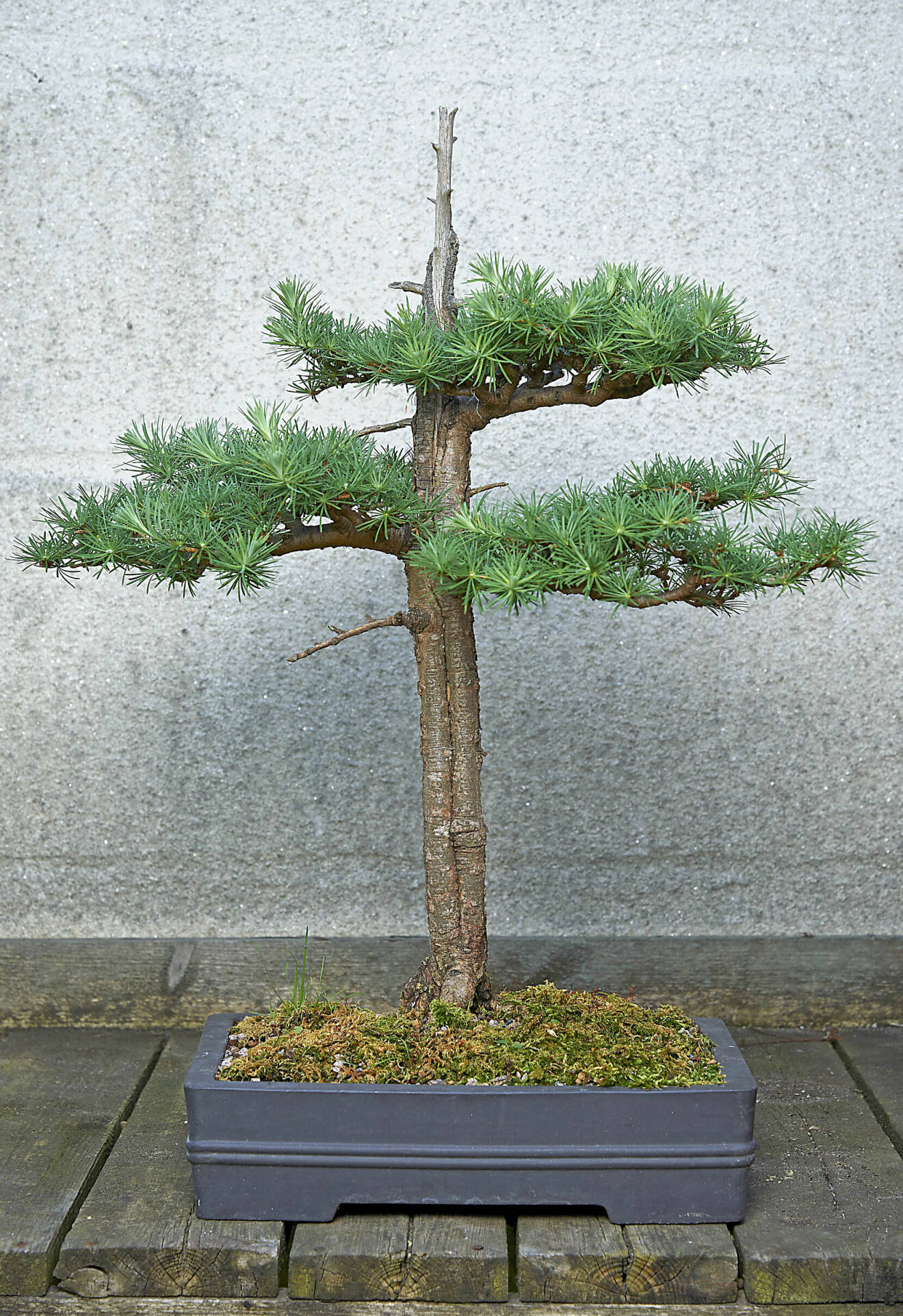 Spännande bonsai av ett lärkträd i stilen dödved.
