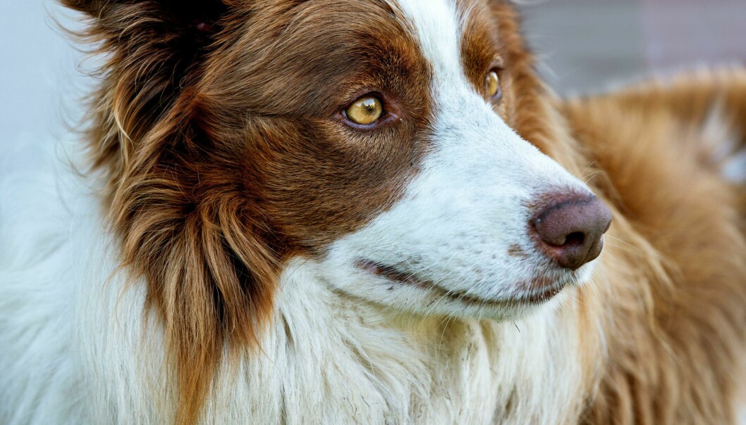 Brun och vit border collie.