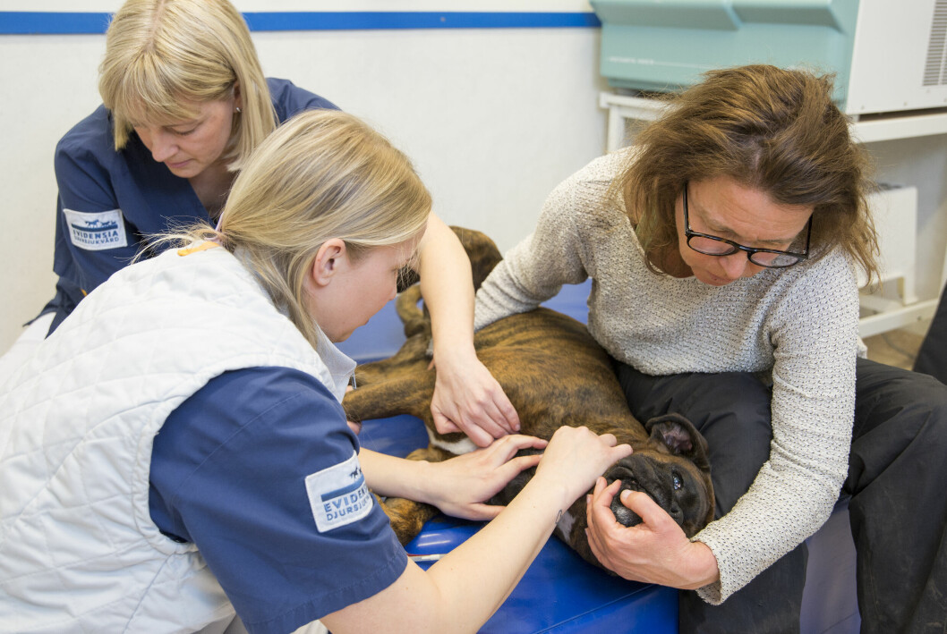 Veterinären Camilla Warnholtz, djursjukvårdaren Nicole Gawronska och matte Anette håller i Bosse under tiden han ger blod. Bosse