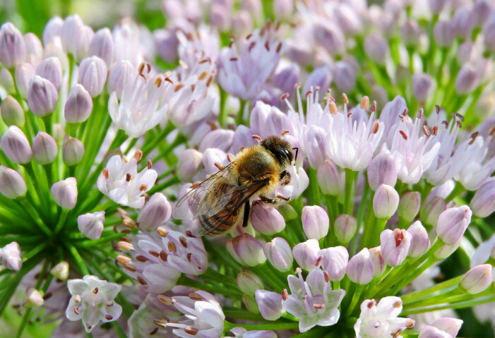 Bredbladig kantlök, Allium senescens, kan, om än sällsynt, växa vilt i Sverige. Blommorna är ljuvt rosavita. Bredbladig kantlök