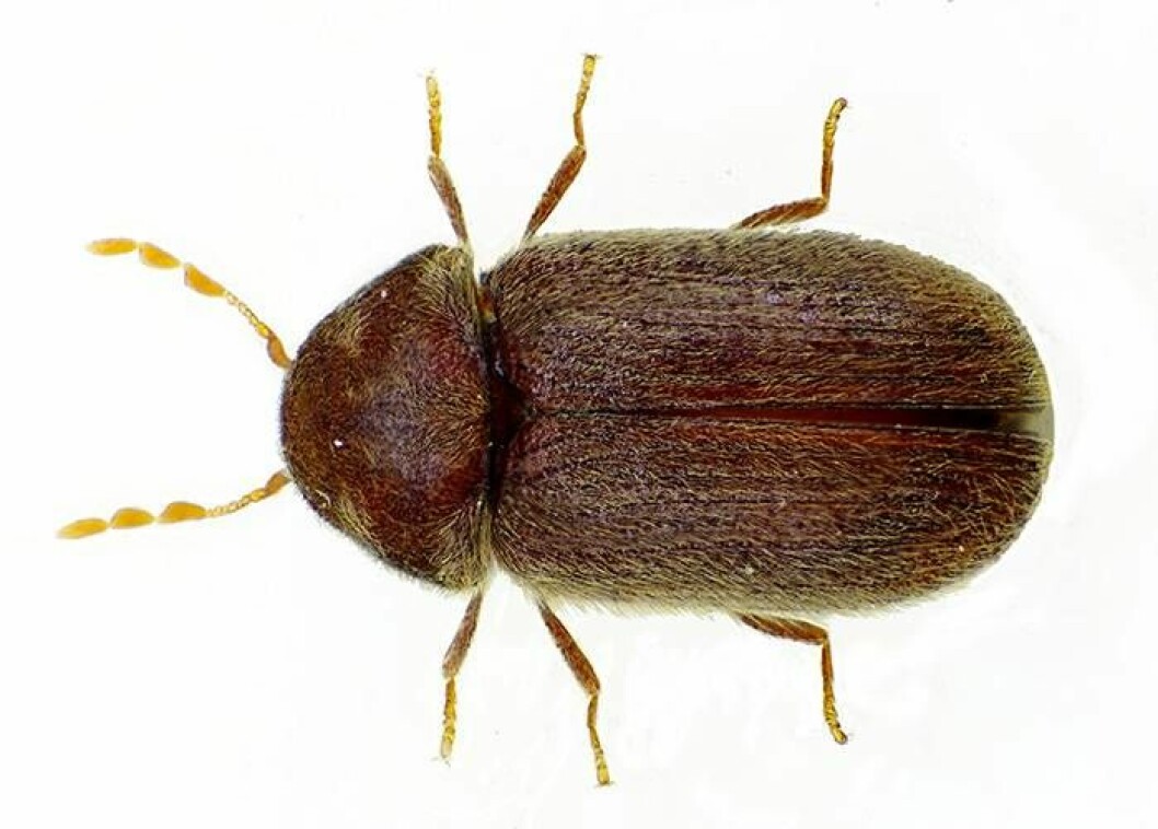 Brödbagge. Foto: <a href="https://commons.wikimedia.org/wiki/File:Stegobium_paniceum_bl.jpg" target="_blank" rel="noopener">Wikimedia</a> Brödbagge. Foto: Wikimedia