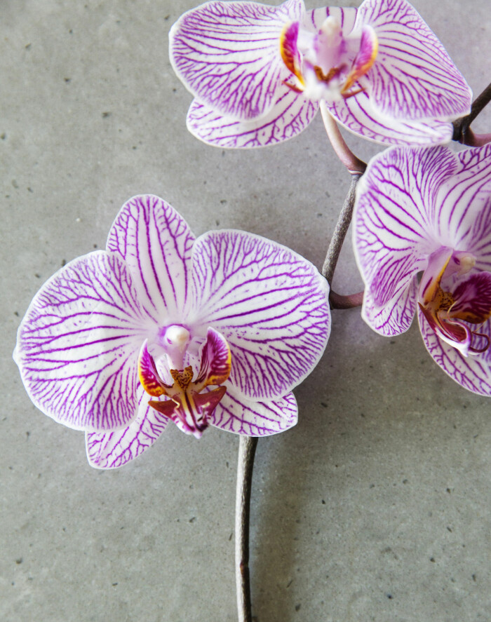 Det finns runt 25 000 sorters orkidéer. I svenska hem är brudorkidé, <em>Phalaenopsis,</em> överlägset populärast. Det finns runt 25 000 sorters orkidéer. I svenska hem är brudorkidé, Phalaenopsis, överlägset populärast.