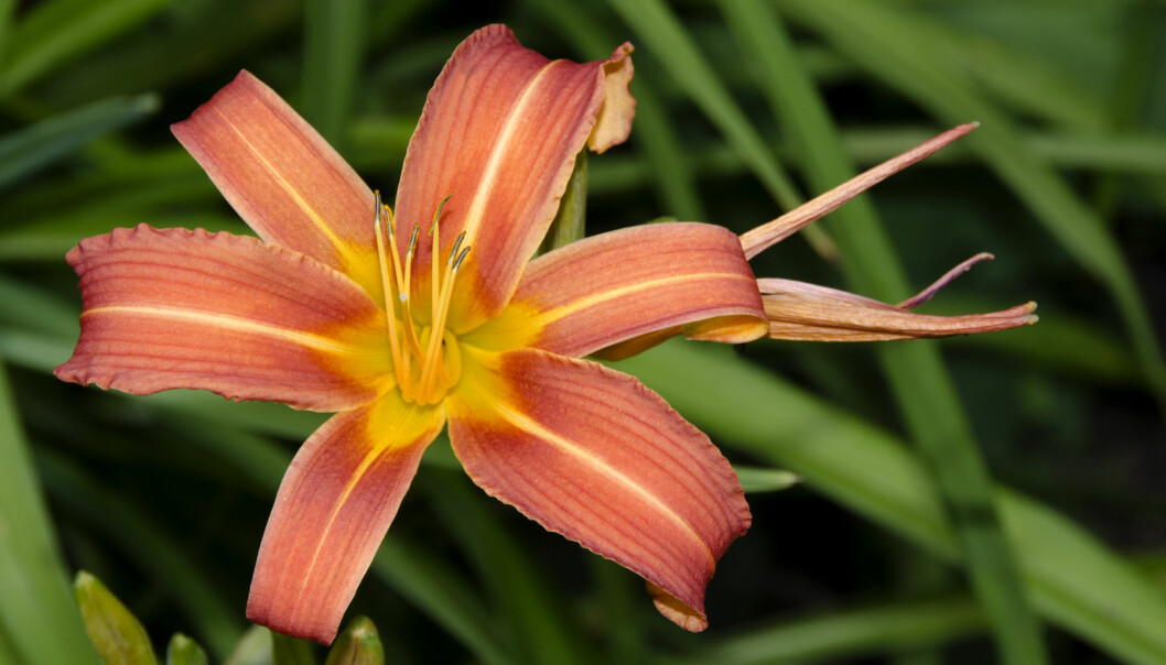 Brunröd daglilja Hemerocallis fulva ’Frösvidal’