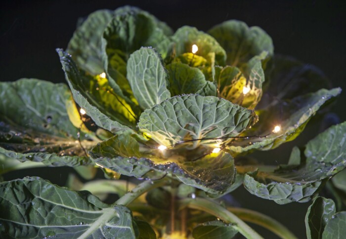 Brysselkålträdets topp har stora, runda blad. Vira försiktigt en tunn ljusslinga mellan bladen för att ge dem lite magiskt skimmer. Brysselkålträdets topp har stora, runda blad. Vira försiktigt en tunn ljusslinga mellan bladen för att ge dem lite magiskt skimmer.