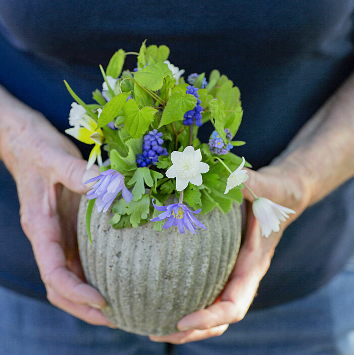 Våren är de små buketternas tid. Här har Lena plockat sippor, pärlhyacinter, flocktulpan och blad från spetsmössa. Hon gör gärna buketter och hämtar material ur sin trädgård året om. Våren är de små buketternas tid. Här har Lena plockat sippor, pärlhyacinter, flocktulpan och blad från spetsmössa. Hon gör gärna buketter och hämtar material ur sin trädgård året om.