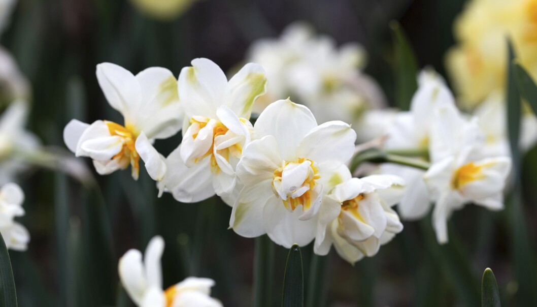 Härlig doft och massor av blommor, bukettnarcissen 'Sir Winston Churchill'.