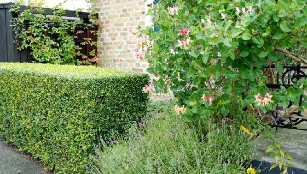 En liten häck som är riktigt välklippt skapar perfekt kontrast till en rufsig lavendel och frodig kaprifol. En liten häck som är riktigt välklippt skapar perfekt kontrast till en rufsig lavendel och frodig kaprifol.