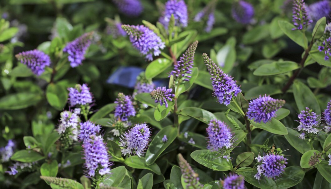 Buskveronika, <em>Hebe</em> x <em>Andersonii</em>, är en säsongsväxt som fyller upp bra i krukan. Den övervintrar inte i vårt klimat, men håller sig fin länge, från sensommar till en bra bit in på hösten. Finns i blomfärgerna vit, lil, rosa och blå. Finns även sorter med variegerade blad. Buskveronika, Hebe x Andersonii, är en säsongsväxt som fyller upp bra i krukan. Den övervintrar inte i vårt klimat, men håller sig fin länge, från sensommar till en bra bit in på hösten. Finns i blomfärgerna vit, lil, rosa och blå. Finns även sorter med variegerade blad.