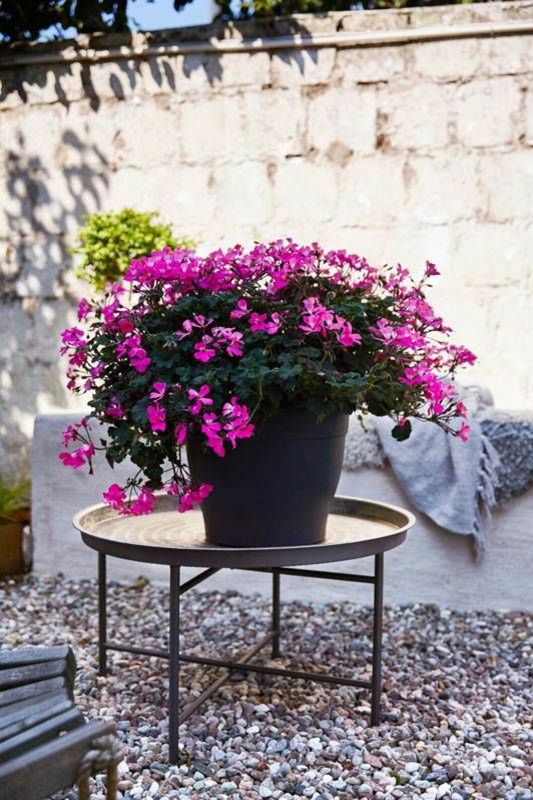 Caliente Pink. Foto: Lina Arvidsson/Blomsterfrämjandet Pelargonen Caliente Pink