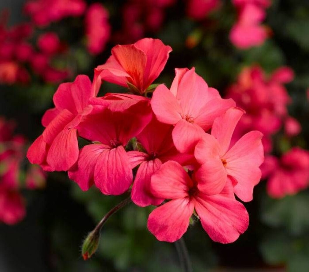 Caliente Rose. Foto: Blomsterfrämjandet Pelargonen Caliente Rose