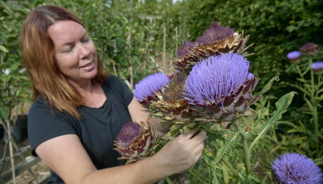 Trädgårdsmästaren Caroline Stenkilsson på Kiviks Musteri står vid blommande kronärtskockor.