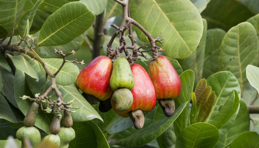 Linnéa Falkinger kom på en idé om hur man kan ta vara på cashewäpplet när cashewnöten tagits bort och tillverkar nu det växtbaserade köttet cashewmeetly.