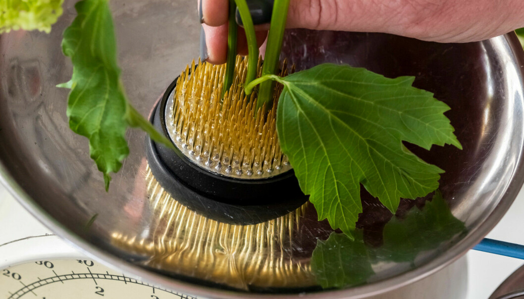 Placera en blomsterfakir i botten på skålen att sticka ner blomsterstjälkarna i. Fyll sedan på med vatten. En blomsterfakir i botten på en skål