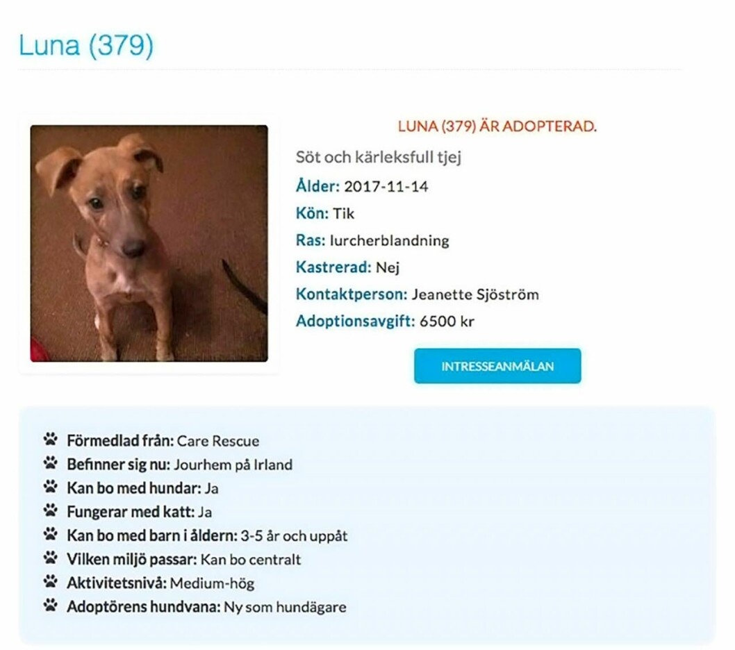 Kontaktannonsen för Celicias hund Luna Joy