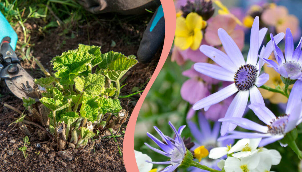 Delad bild. Till höger: Stockrosor förbereds inför säsongen. Till höger: De första blommorna tittar upp på våren.