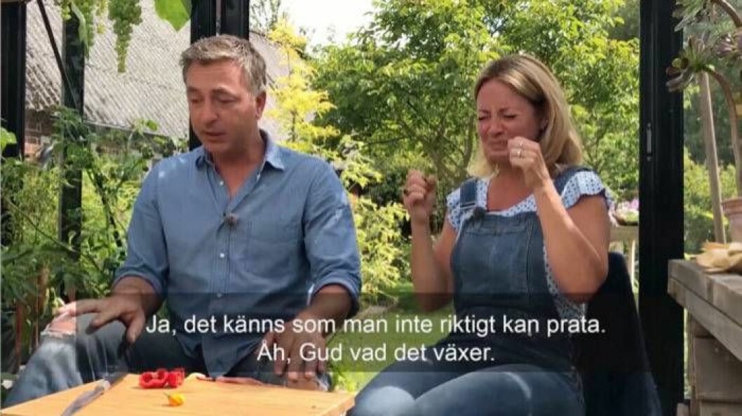 Foto: SVT Tareq Taylor och Pernilla Månsson Colt har svårt att prata efter att ha provat en av världens starkaste chilis.