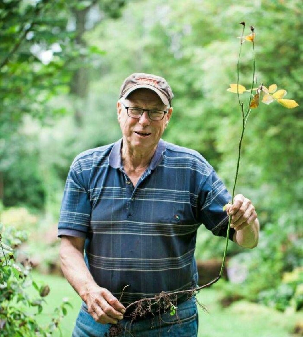Christer Jonsson är vice ordförande i Svenska Rosensällskapet och har över 250 sorters rosor i sin trädgård.