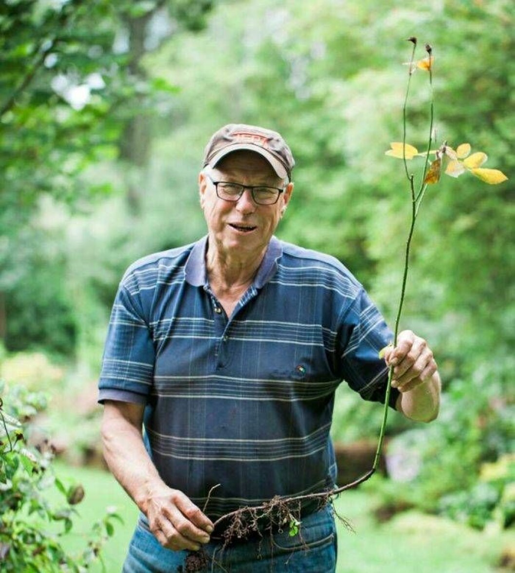 Christer Jonsson är vice ordförande i Svenska Rosensällskapet och har över 250 sorters rosor i sin trädgård. Christer Jonsson är vice ordförande i Svenska Rosensällskapet och har över 250 sorters rosor i sin trädgård.