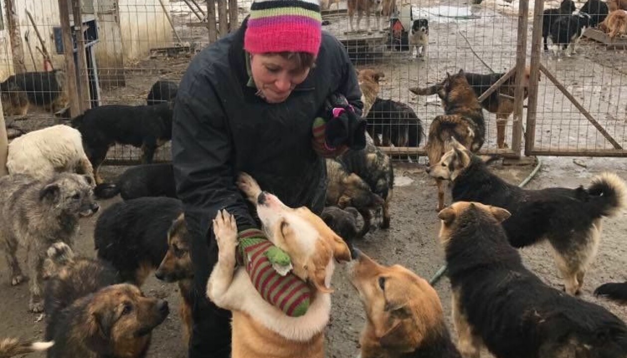 När Christina besöker hundhemmen virvlar det med hundar som tigger om hennes uppmärksamhet, att välja vem hon ska hjälpa är inte alltid lätt. Kvinna med många hundar runt om sig utomhus på lerig mark med inhägnad
