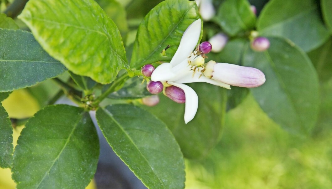 Citronträdets vackra vita blommor, svagt lila eller rosa i knopp. Citronträdet blommar och sätter frukt samtidigt och är ganska tåligt. Citronträdets vackra blommor.
