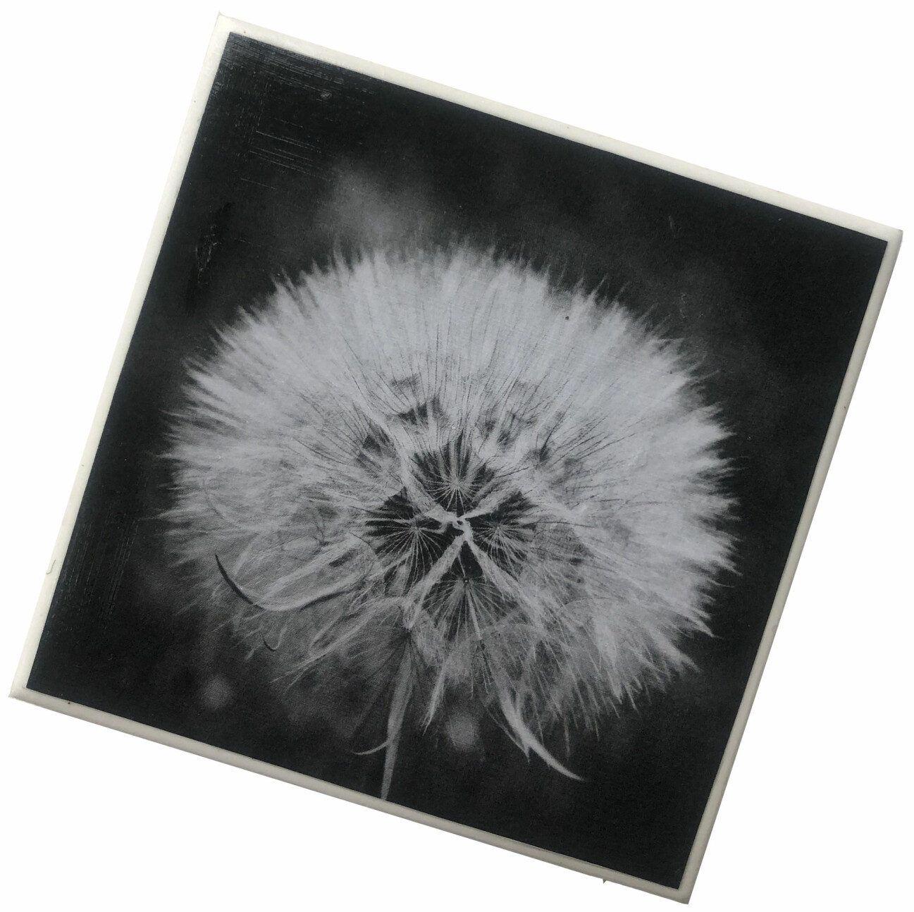 Coaster i keramik med svartvit bild av en maskrosblomma