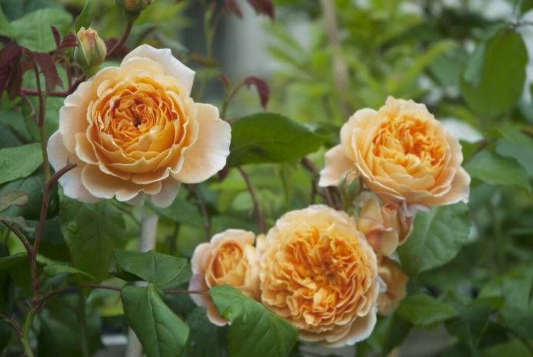 Regntåliga blommor –