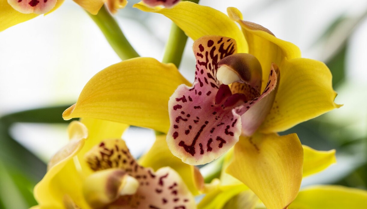 Cymbidium kan ha ett raffinerat mönster i blomman. Cymbidium kan ha ett raffinerat mönster i blomman.
