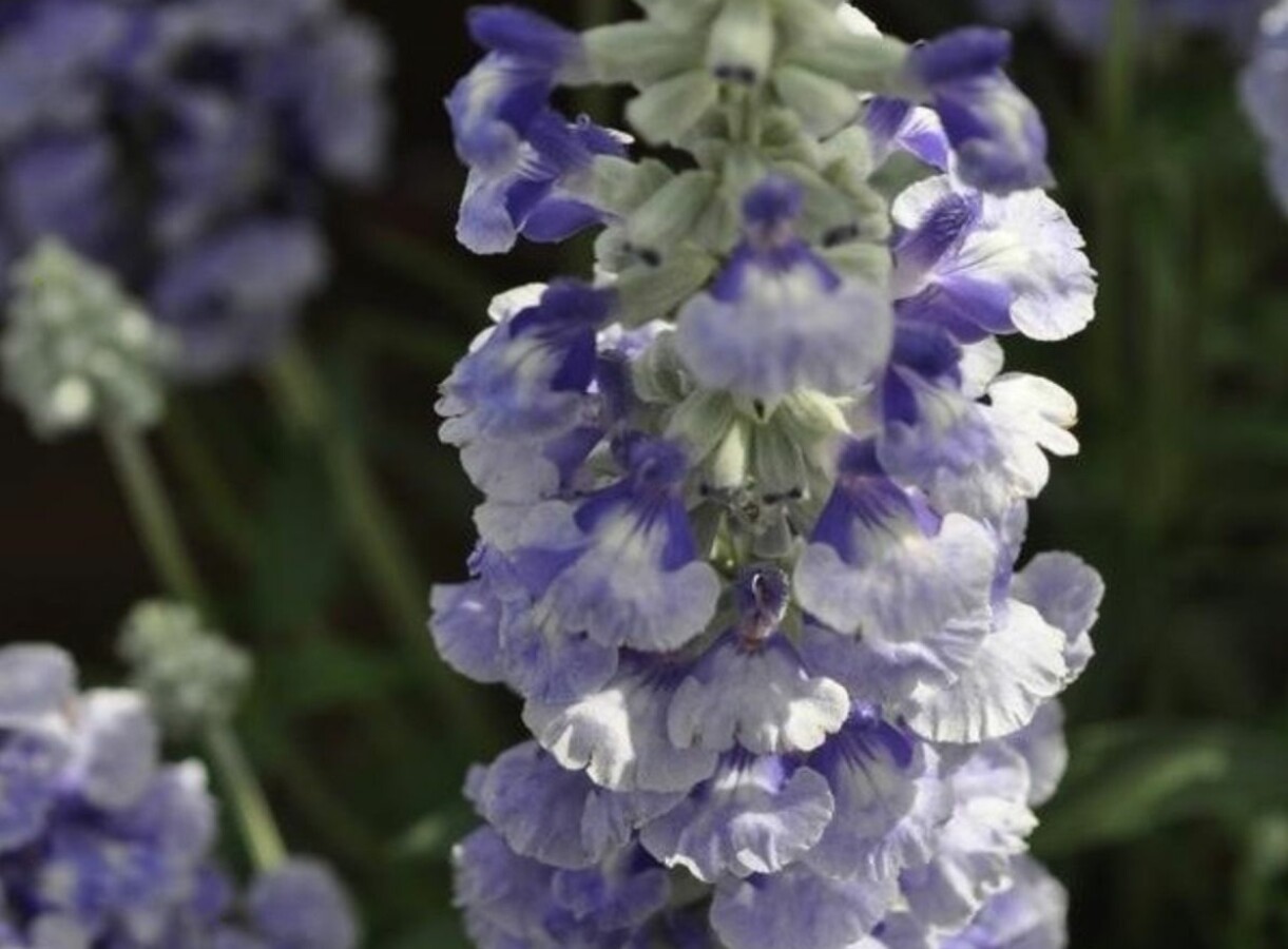 Daggsalvia 'Sky Blue'