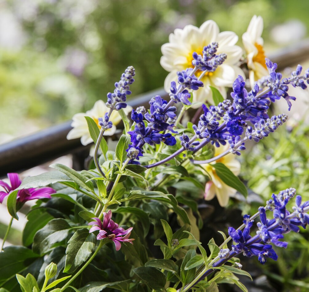 Ett fint val om man vill locka fram fjärilar är daggsalvia, som blommar tacksamt hela sommaren. Daggsalvia lockar fjärilar till balkongen.