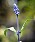 Daggsalvia är en blomma som gynnar pollinerarna om hösten.