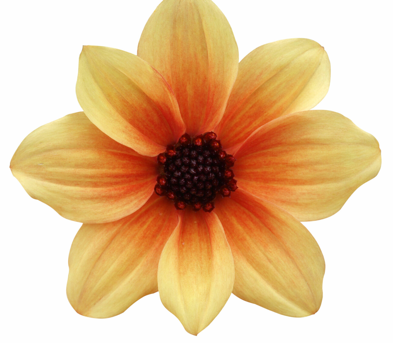 Dahlia mystic spirit.