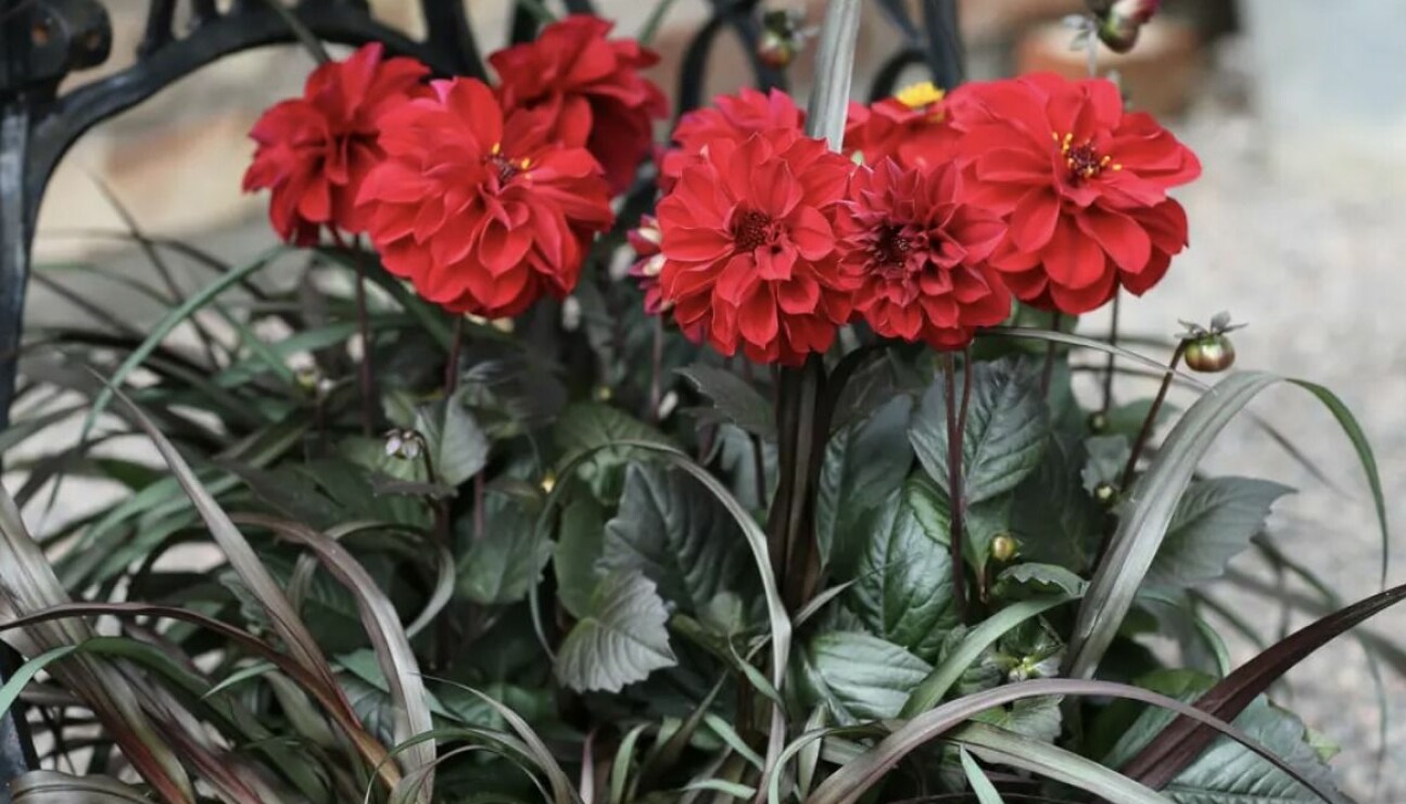 Mörkröd dahlia.