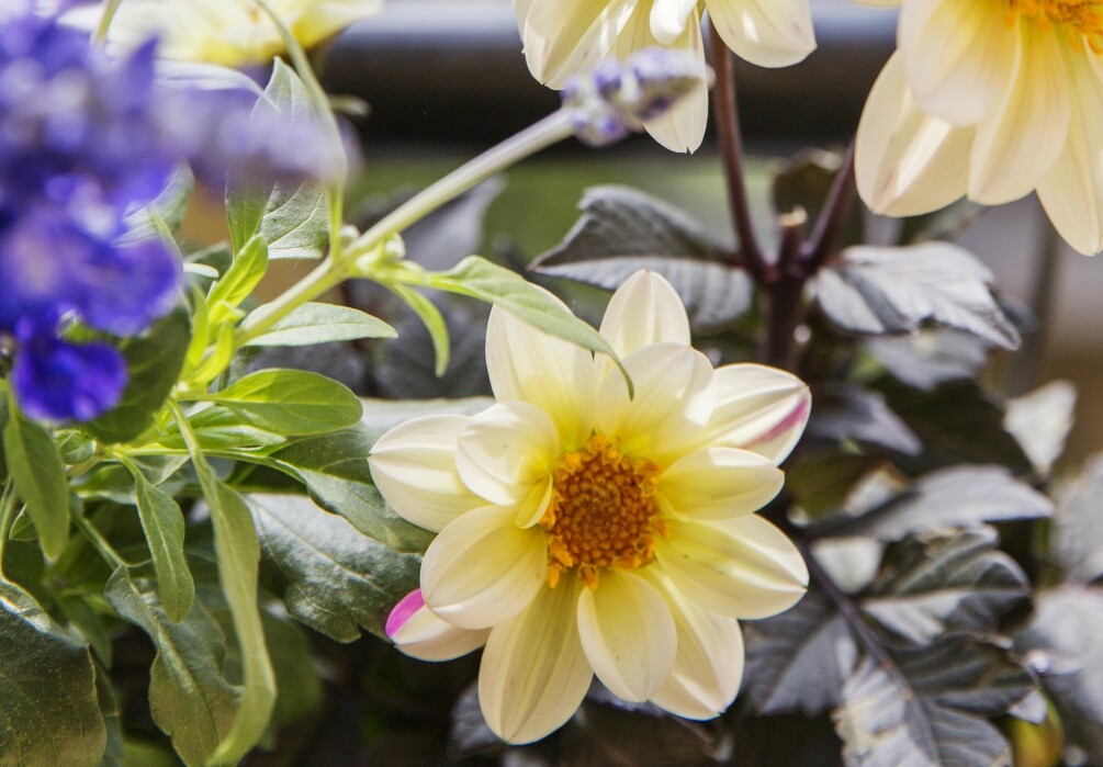 Dahlia är en riktig favorit i balkonglådan eller rabatten. Den finns i ett oändligt antal variationer, färger och former. Dahlia blommar och lockar till sig pollinatörer i balkonglådan.