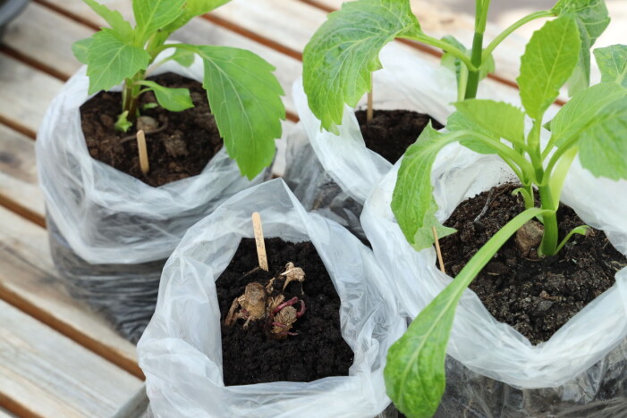 Dahliaplantor som planterats i fyra plastpåsar.