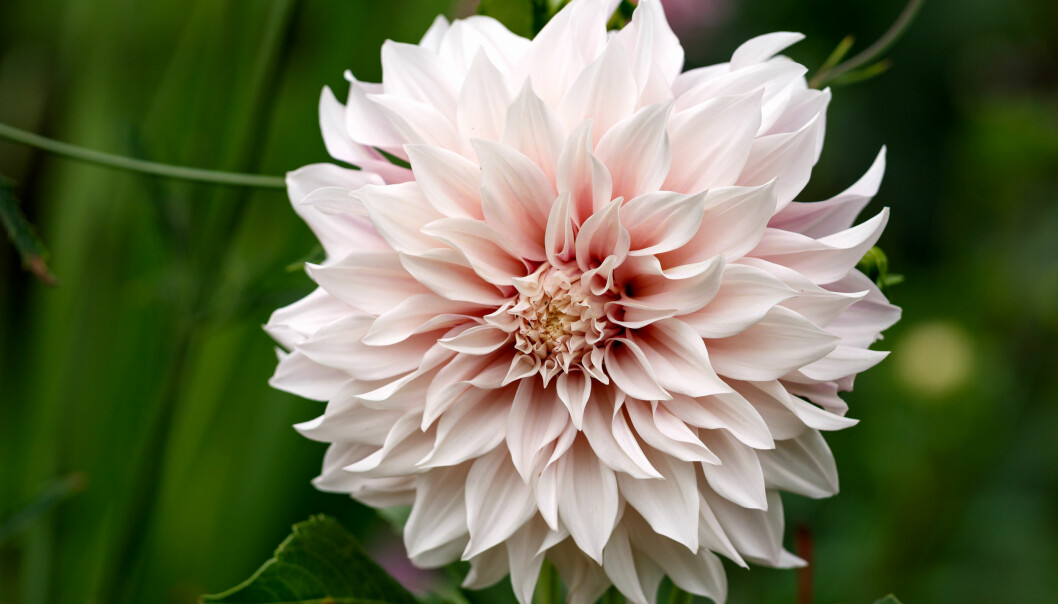 Dahlia 'Café au Lait'.