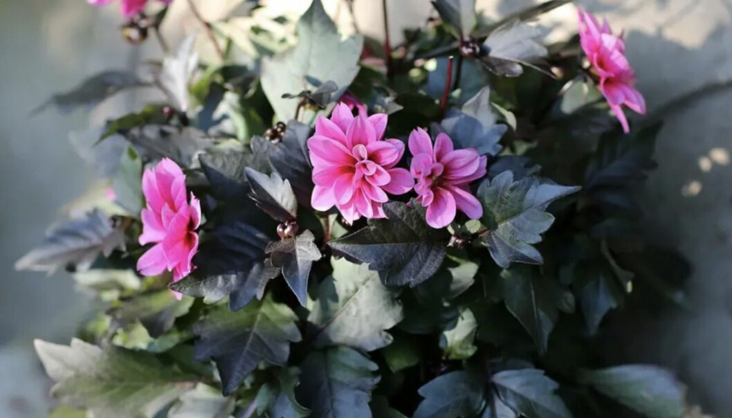 Enkelblommande dahlia med mörka blad.