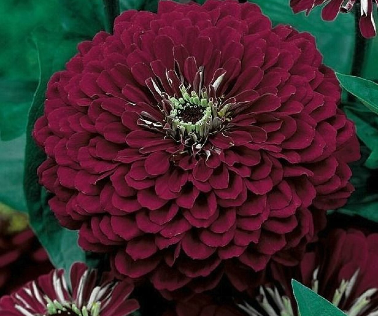 Dahlia 'Violet Queen'.