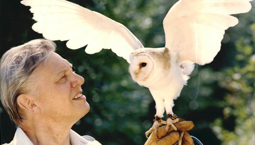 David Attenborough med tornuggla.