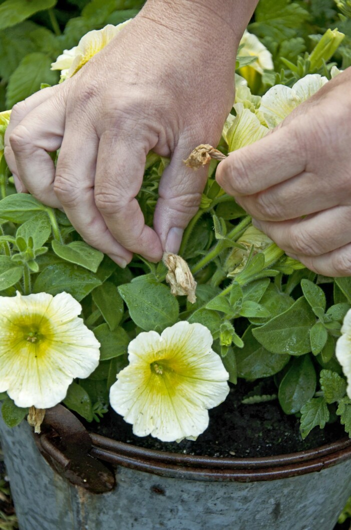 Petunians vissna blommor blir till fula brunklibbiga rester som lägger sig på bladen. Knipsa bort dem! Petunia.