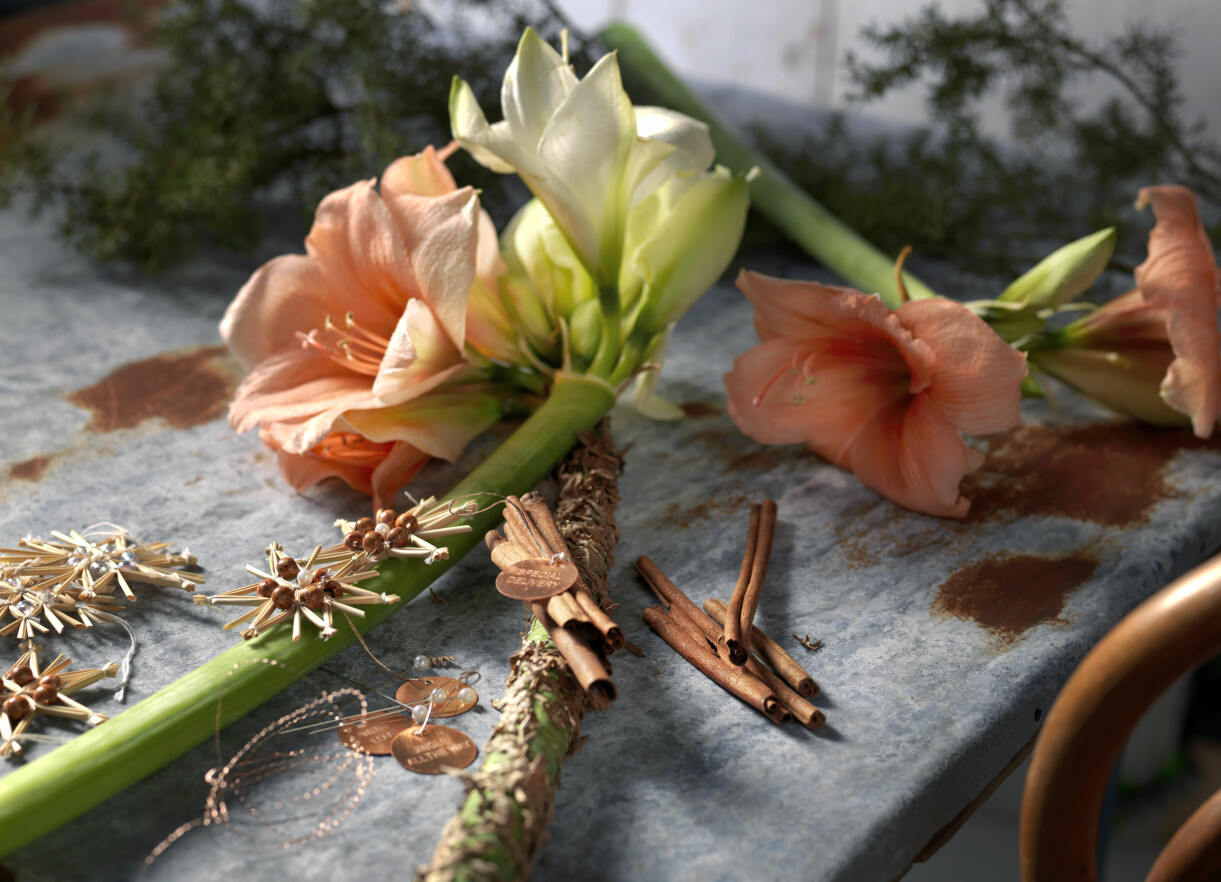 'Rilona' är en populär aprikosfärgad amaryllis. Dekorera amaryllisstjälken med kanel, buljongtråd och andra vackra, juliga saker.