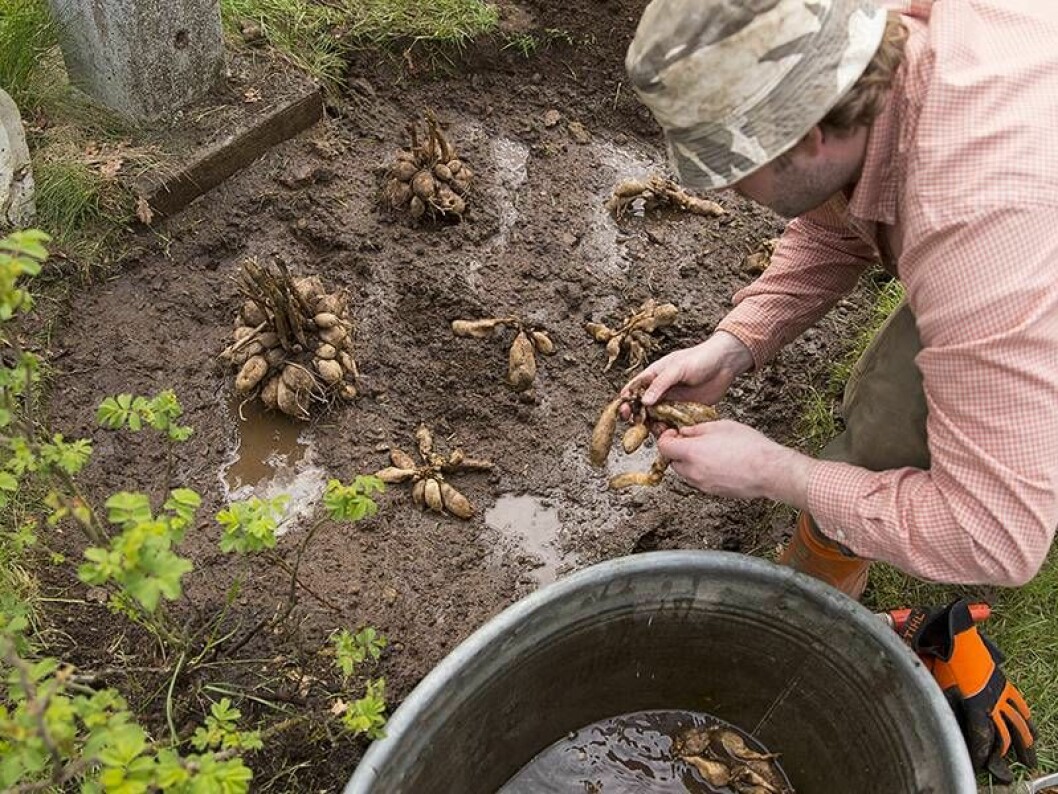 Henrik placerar ut dahliaknölar vid plantering