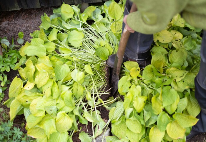 Sätt en spade i plantan och tryck till ordentligt. Det kan behövas lite kraft för att dela en kompakt funkia. Sätt en spade i plantan och tryck till ordentligt. Det kan behövas lite kraft för att dela en kompakt funkia.
