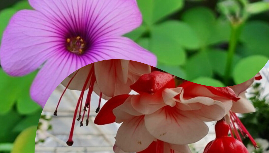 Delad bild på två olika blommor. Över: En oxalis. Under: En fuchsia